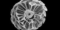Study Reveals Profound Patterns in Globally Important Algae