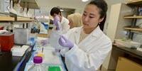 Study Shows Positive Lab Environment Critical for Undergraduate Success in Research