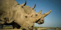 Successful Egg Harvest Breaks New Ground in Saving the Northern White Rhinoceros