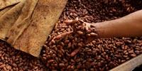 The Flavor of Chocolate Is Developed during the Processing of the Cocoa Beans