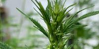 UC Davis Partners With DEA-Approved Company to Conduct Cannabis Research