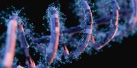 Can a DNA Construction Kit Replace Expensive Antibody Medication?