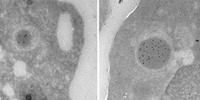 Enzymes & Reagents for Natural Killer Cell Research