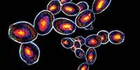 Flow Cytometry for Cell Line Development