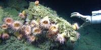 Geologists Find Links between Deep Sea Methane Emissions and Ice Ages