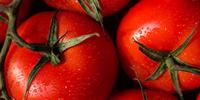 Harnessing Tomato Jumping Genes Could Help Speed-Breed Drought-Resistant Crops
