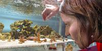 How Some Corals Might Help Their Offspring Survive Warming Oceans