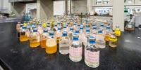 Microbe Chews through PFAS and Other Tough Contaminants