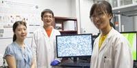 New Method Reveals How Damage Occurs in Human Biological Cells Due to Mechanical Fatigue
