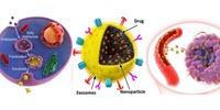 Novel Anti-Cancer Nanomedicine for Efficient Chemotherapy