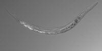 Otherworldly Worms with Three Sexes Discovered in Mono Lake