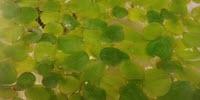 Plant Research Could Benefit Wastewater Treatment, Biofuels and Antibiotics