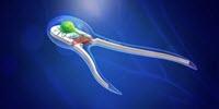 Researchers Build Microscopic Biohybrid Robots Propelled by Muscles, Nerves