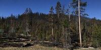 Satellite Data Record Shows Climate Change's Impact on Fires