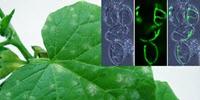 Scientists Alleviate Environmental Concerns about BCA Usage on Powdery Mildews