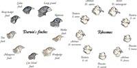 Scientists Identify Rare Evolutionary Intermediates to Understand the Origin of Eukaryotes
