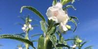 Sesame Yields Stable in Drought Conditions