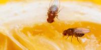 Sugar Alters Compounds That Impact Brain Health in Fruit Flies