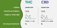 THC vs CBD: Uses, Side Effects, and Structure