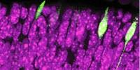 The Birth of Vision, from the Retina to the Brain