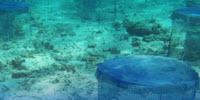 3D-Printed Coral Could Help Endangered Reefs