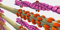 Army Bio-Inspired Theoretical Research May Make Robots More Effective on the Future Battlefield