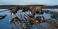 California's Crashing Kelp Forest