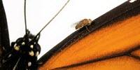 CRISPRed Fruit Flies Mimic Monarch Butterfly—and Could Make You Puke