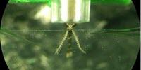 DEET Gives Humans an 'Invisibility Cloak' to Fend off Mosquito Bites