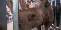 Endangered Black Rhino Expecting First Calf