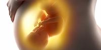 Even the Fetus Has Gut Bacteria, Study Shows