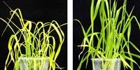 Game Changer: New Chemical Keeps Plants Plump