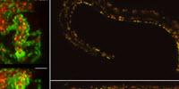 High-Speed Microscope Illuminates Biology at the Speed of Life