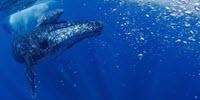 Humpback Whale Population on the Rise After near Miss with Extinction