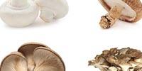 Large, Long-Term Study Suggests Link between Eating Mushrooms and a Lower Risk of Prostate Cancer