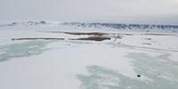 Last Year's Extreme Snowfall Wiped out Breeding of Arctic Animals and Plants