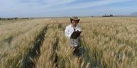 Photosynthesis Olympics: Can the Best Wheat Varieties Be Even Better?