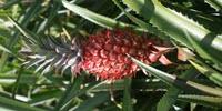 Pineapple Genome Sequences Hint at Plant Domestication in a Single Step