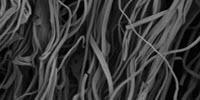 Real Texture for Lab-Grown Meat