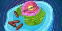 Researchers Make It Possible for Ultrasound to Reveal Gene Expression in the Body