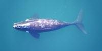 Researchers Use Drones to Weigh Whales