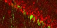 Scientists Find Gender-Distinct Circuit for Depression