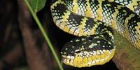 Scientists Invent Animal-Free Testing of Lethal Neurotoxins