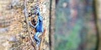 Sexual Selection Alone Could Spark Formation of New Species