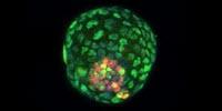 Stem Cell Study Offers New Way to Study Early Development and Pregnancy