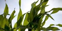 Study Finds Rising Ozone a Hidden Threat to Corn
