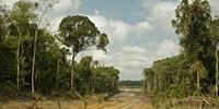 Study Says Climate Impact from Loss of Intact Tropical Forests Grossly Underreported