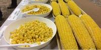 Sweet Corn Growers, Processors Could Dramatically Increase Yield, Profit