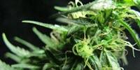 The Frostier the Flower, the More Potent the Cannabis