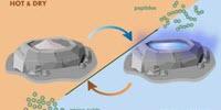 Were Hot, Humid Summers the Key to Life's Origins?